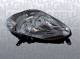 Hovedlyskaster - 712463901110 MAGNETI MARELLI - 1216704, 51810672, 95512505